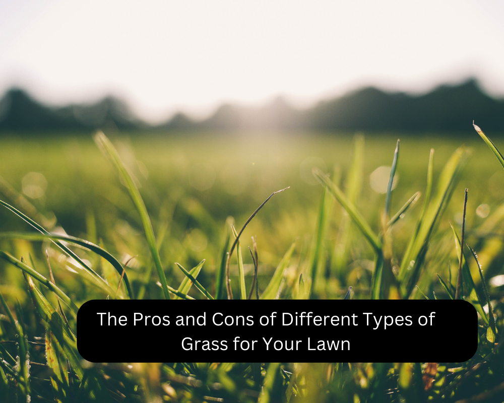 The Pros and Cons of Different Types of Grass for Your Lawn