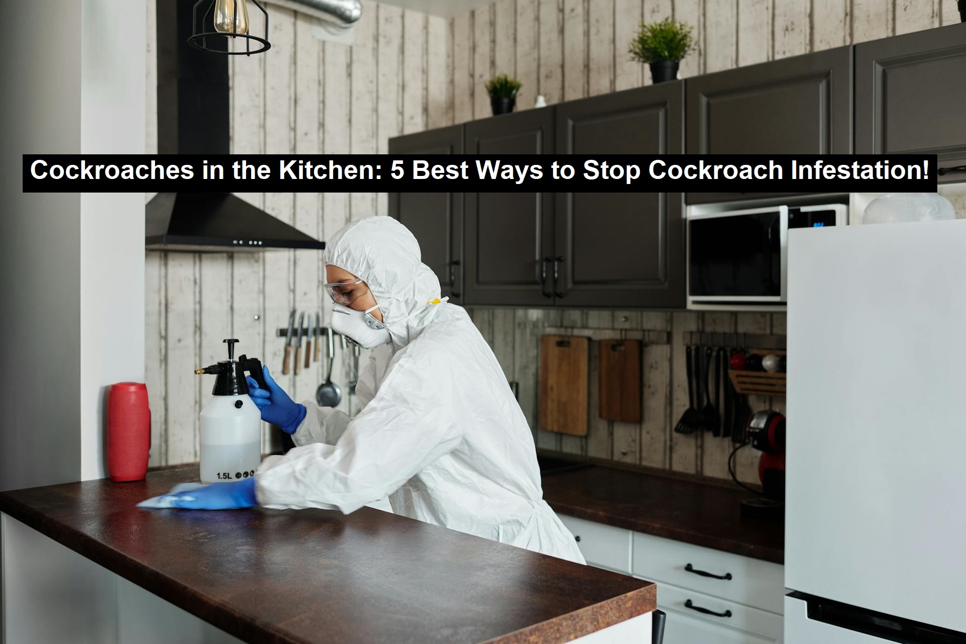 Cockroaches in the Kitchen: 5 Best Ways to Stop Cockroach Infestation!