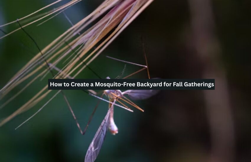 Mosquito-Free Backyard