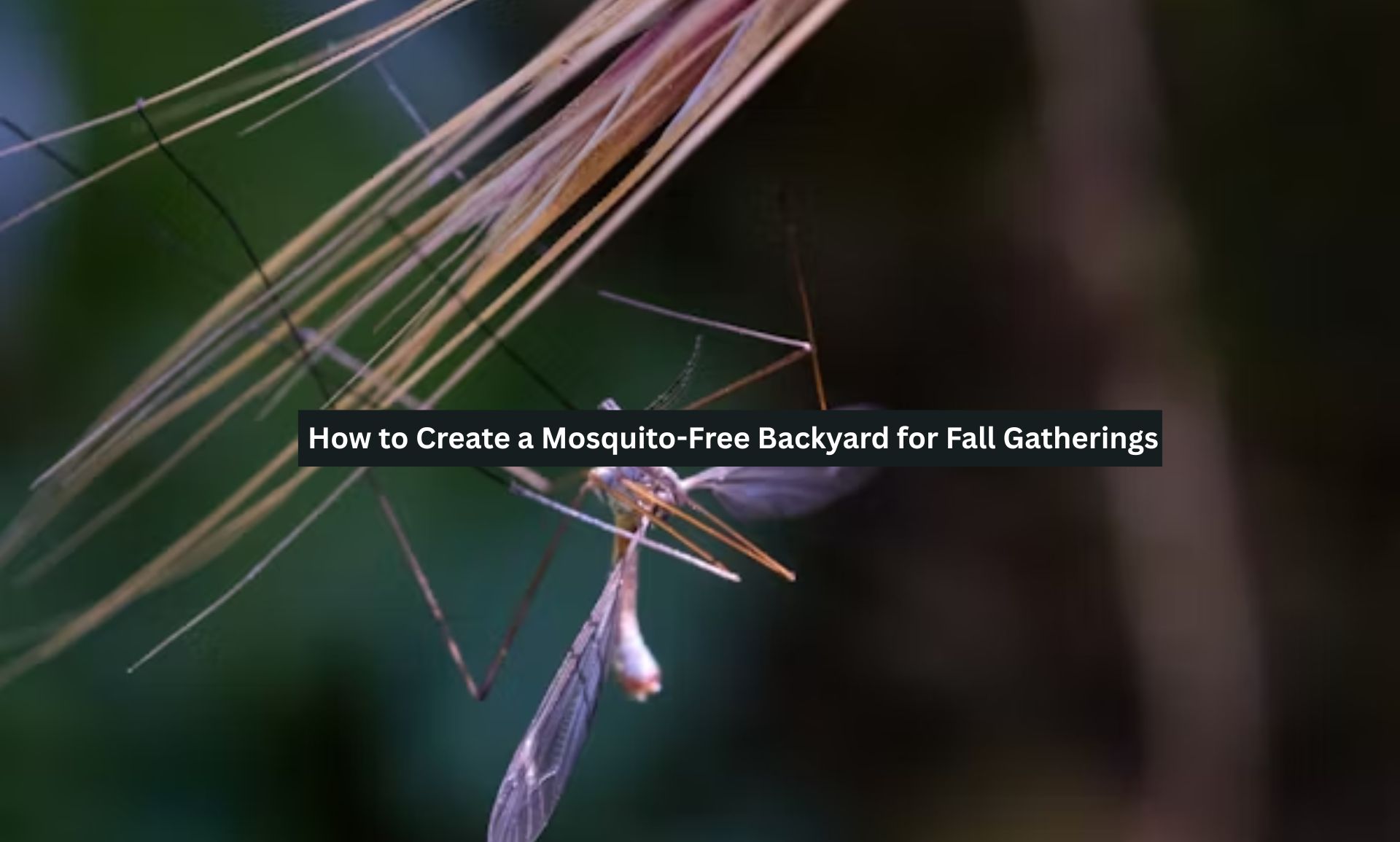 How to Create a Mosquito-Free Backyard for Fall Gatherings